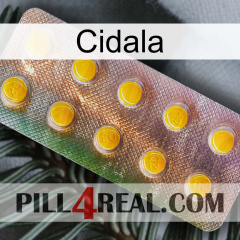 Cidala new11